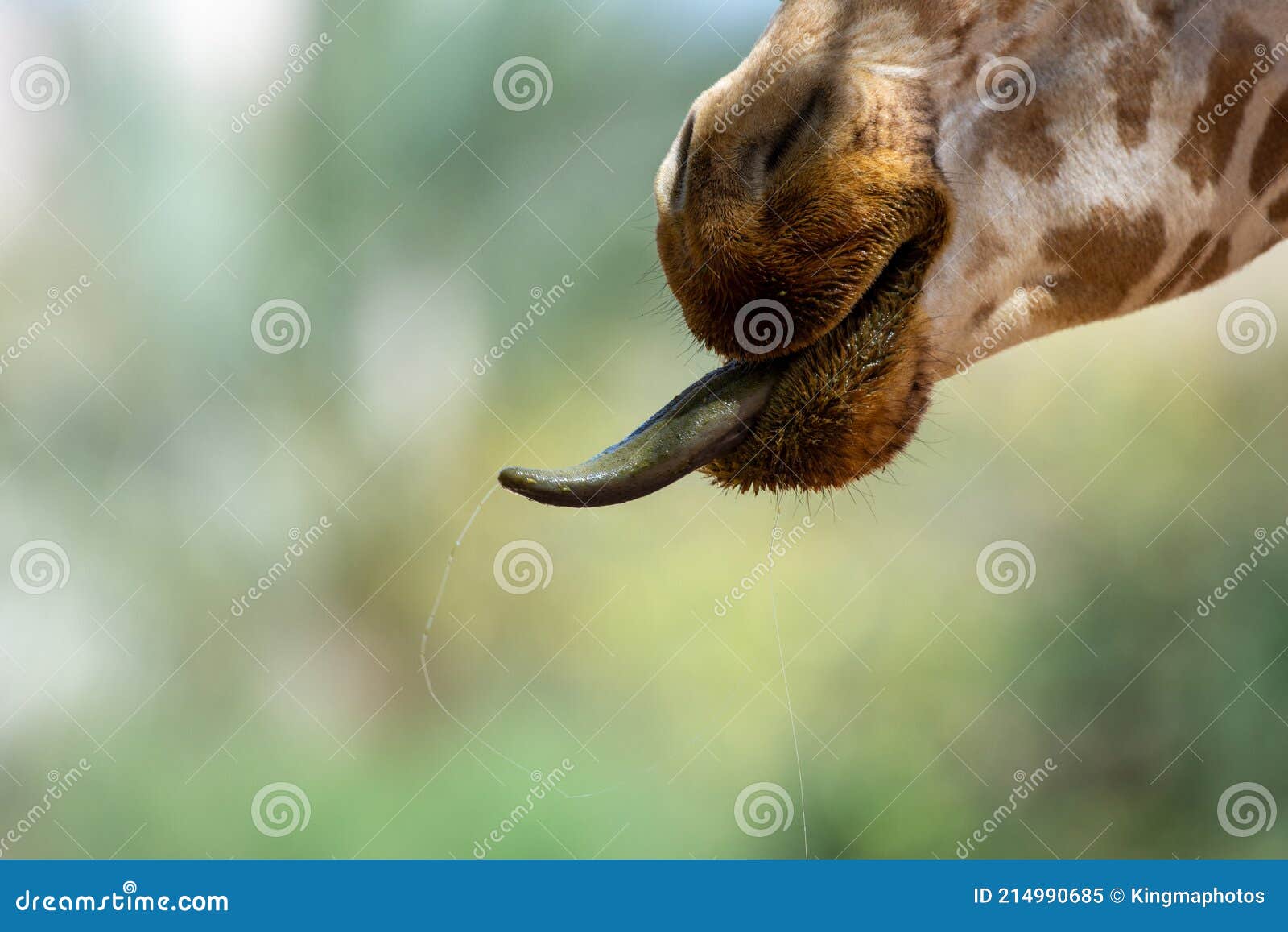 开放长颈鹿的嘴 库存照片. 图片 包括有 脖子, 徒步旅行队, 环境, 肯尼亚, 本质, 长颈鹿, 自然 - 16169994