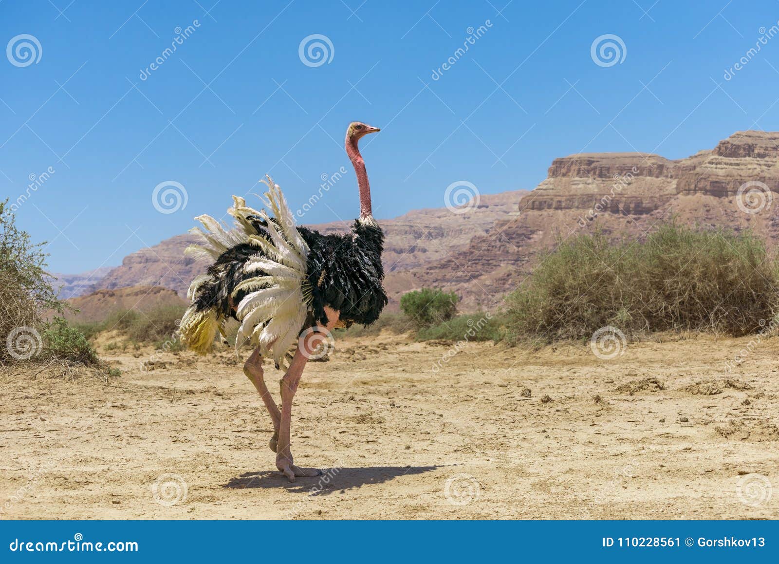 非洲驼鸟非洲鸵鸟类骆驼属男性. 在自然保护的非洲驼鸟在埃拉特，以色列附近