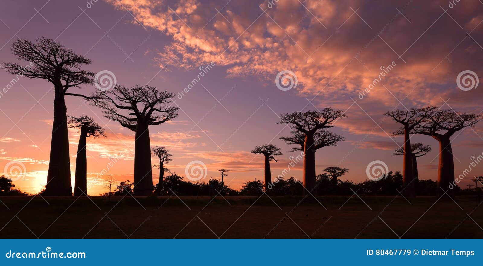 马达加斯加猴面包树大道，一生必去一次的地方_都能