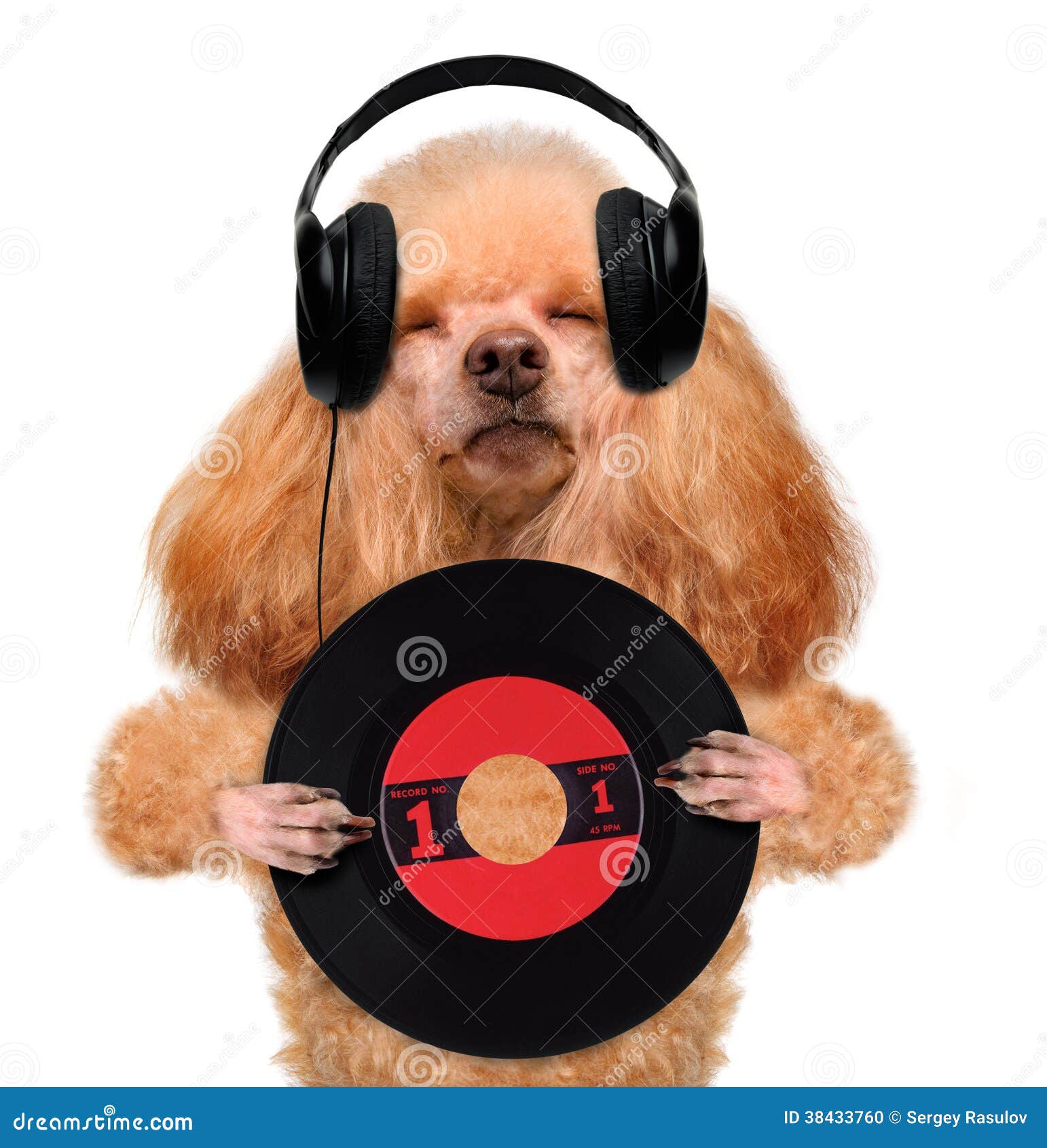 与大耳机的睡觉逗人喜爱的拉布拉多小狗 库存图片. 图片 包括有 球员, 设备, 音乐, 享用, 享受, 耳机 - 127468331