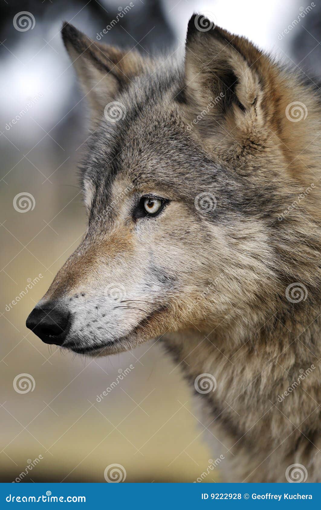 北美灰狼在狂放的天狼犬座 库存照片. 图片 包括有 木材, 森林, 野生生物, 犬属, 敌意, 灰色, 食肉动物 - 131323112