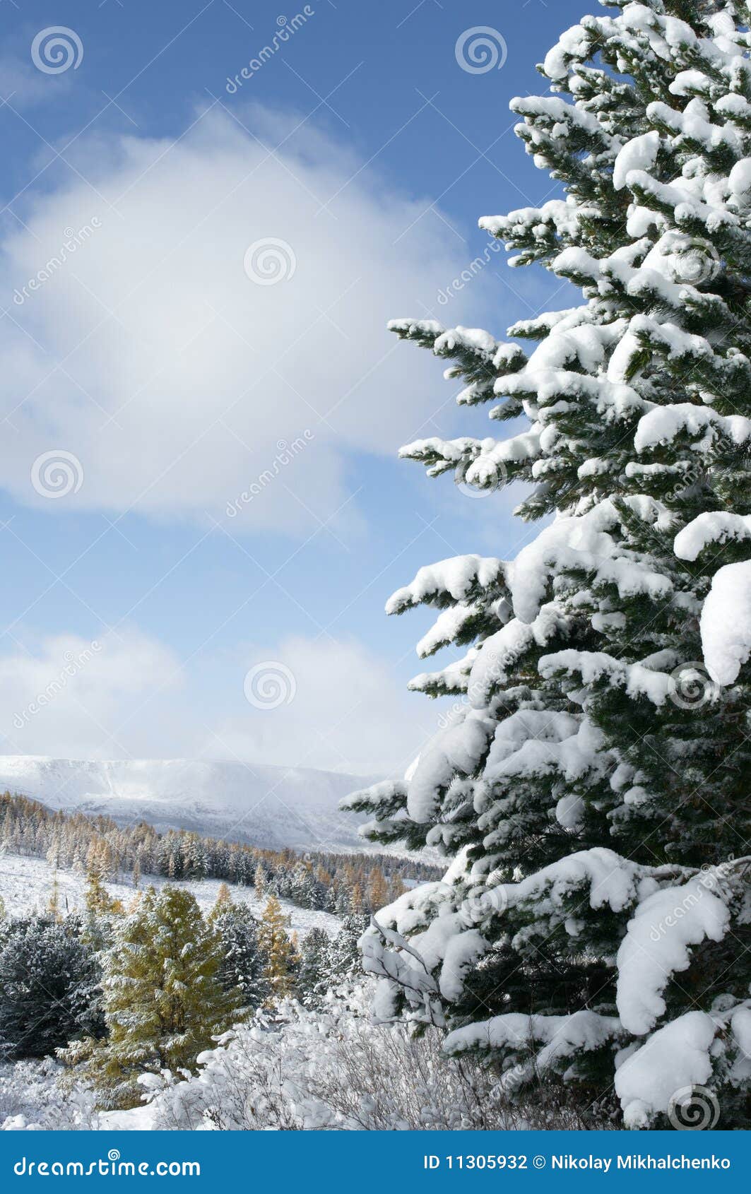 风景冬天. 冷杉横向山下雪结构树