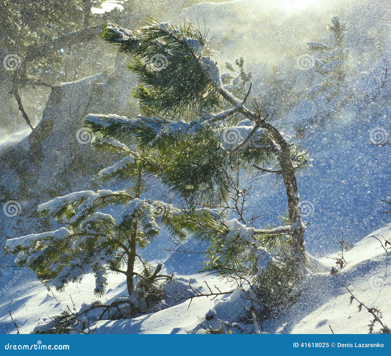 山巅鹅毛大雪漫天飞雪森林大雪纷飞暴风雪_3840X2160_高清视频素材下载(编号:7010389)_实拍视频_光厂(VJ师网) www ...