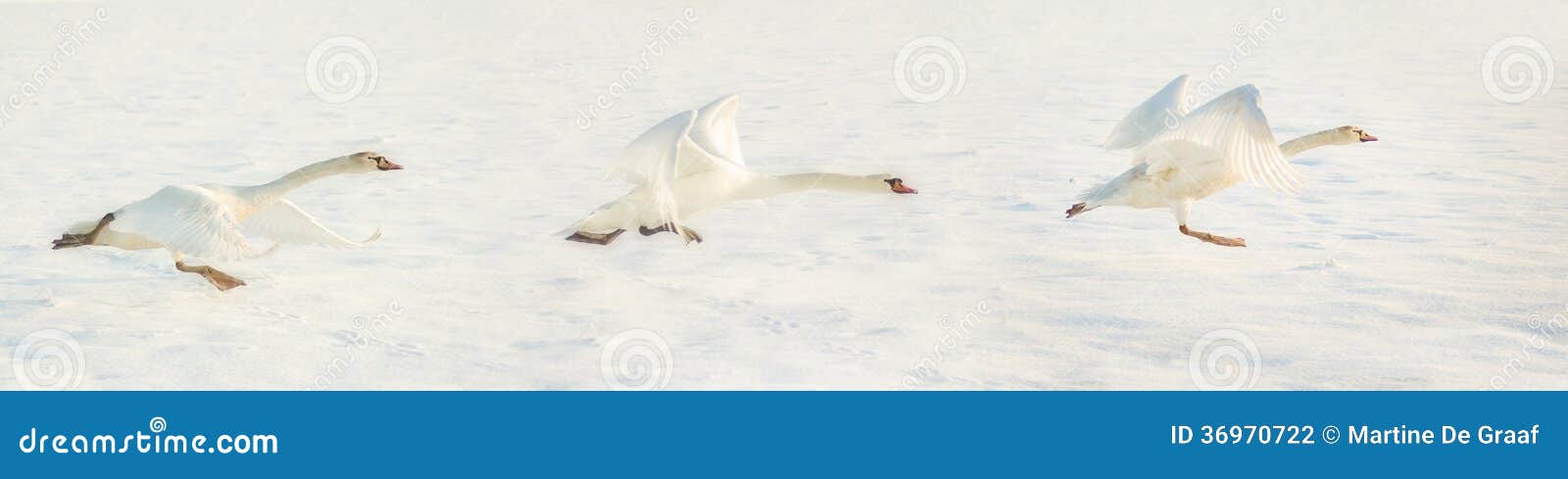 Fly away. 离开三只白色的天鹅的全景图片，飞行，在白色雪背景中