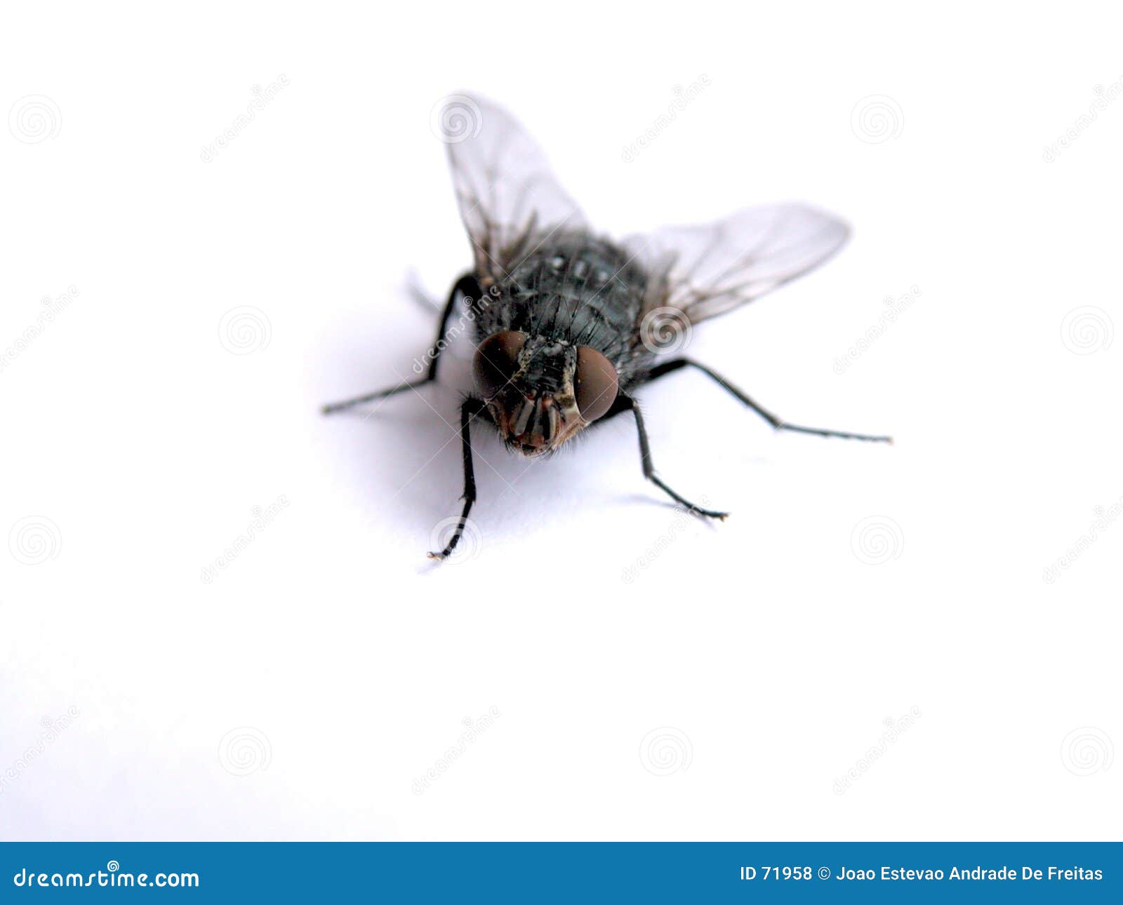 longlegged fly - Dolichopus reflectus - BugGuide.Net