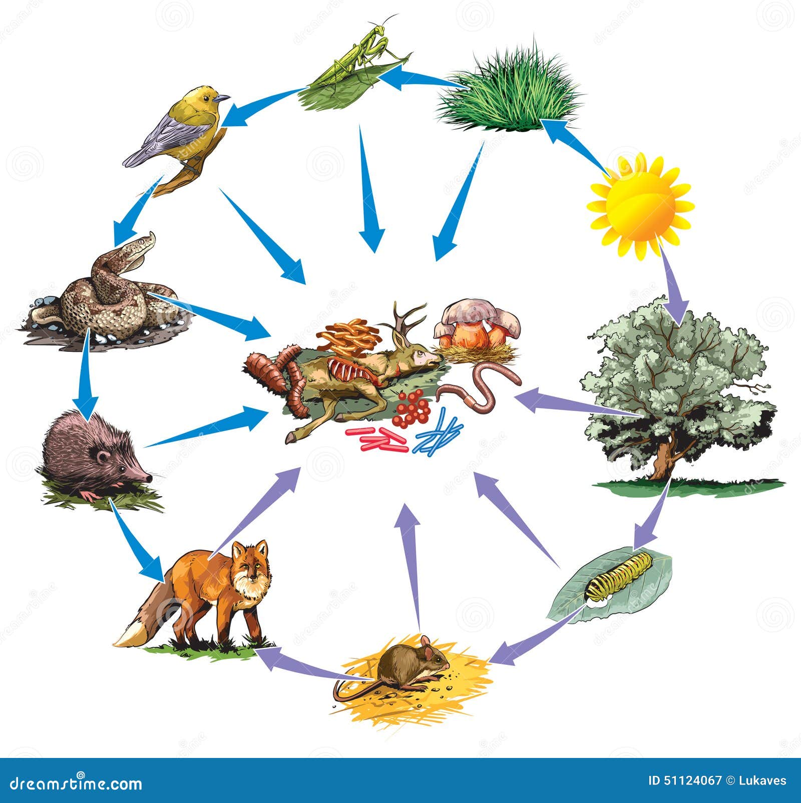 食物链概念图 向量例证. 插画 包括有 茴香, 兔子, 橙色, 狮子, 例证, 红萝卜, 食肉动物, 照片 - 121064893