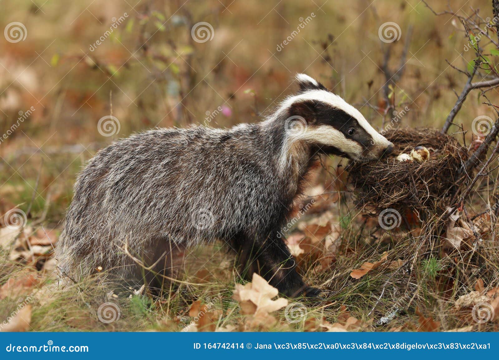 蜜獾🦡俗称平头哥 1、以“世界上最无所畏惧的动物”收录在吉尼斯|蜜獾|平头|吉尼斯纪录_新浪新闻