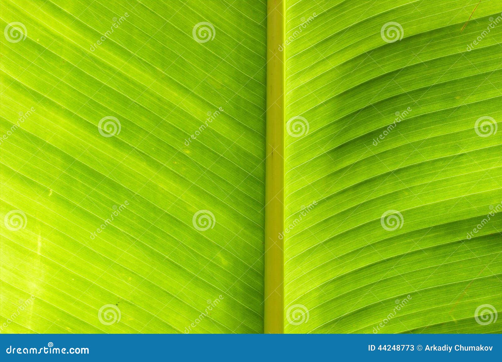 香蕉叶子 库存照片. 图片 包括有 关闭, 叶子, 生活, 照亮, 模式, 玻色子, 下落, 颜色, 绿色 - 95016170