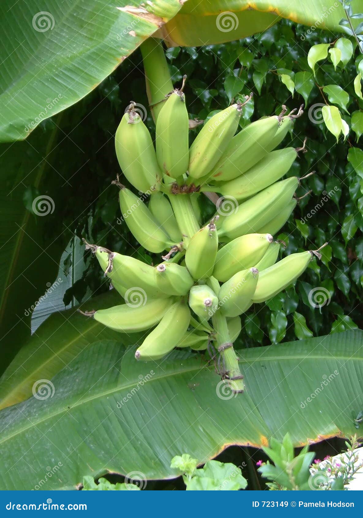 香蕉树与香蕉花的图片-千叶网