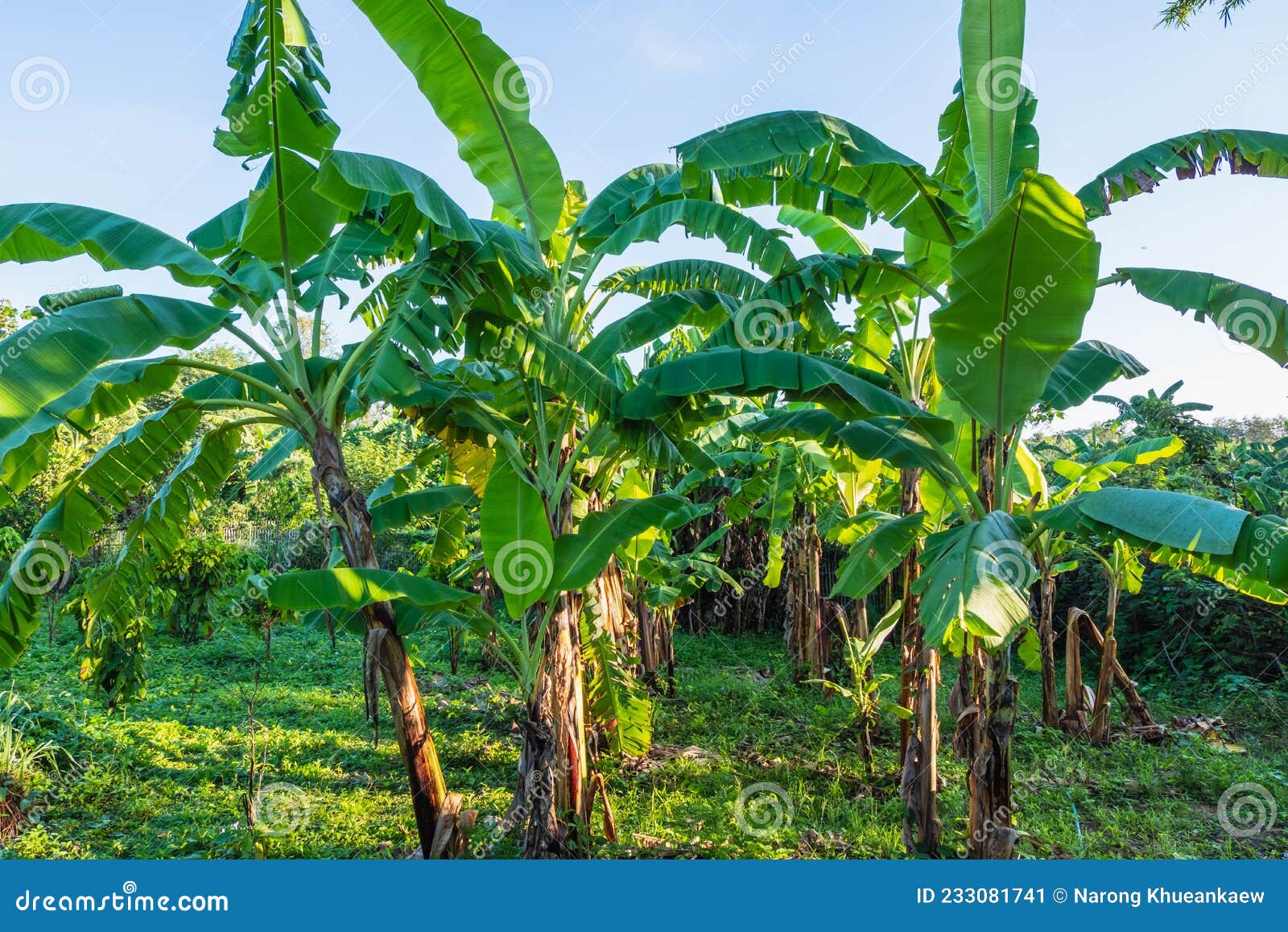香蕉树图片素材-编号33415707-图行天下