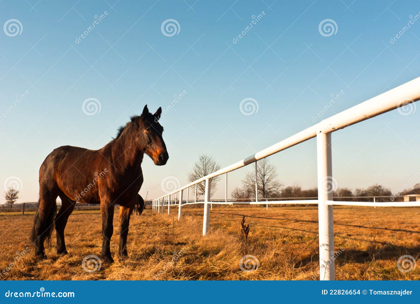 Horse. 马在一个绿色草甸在晴天，动物系列