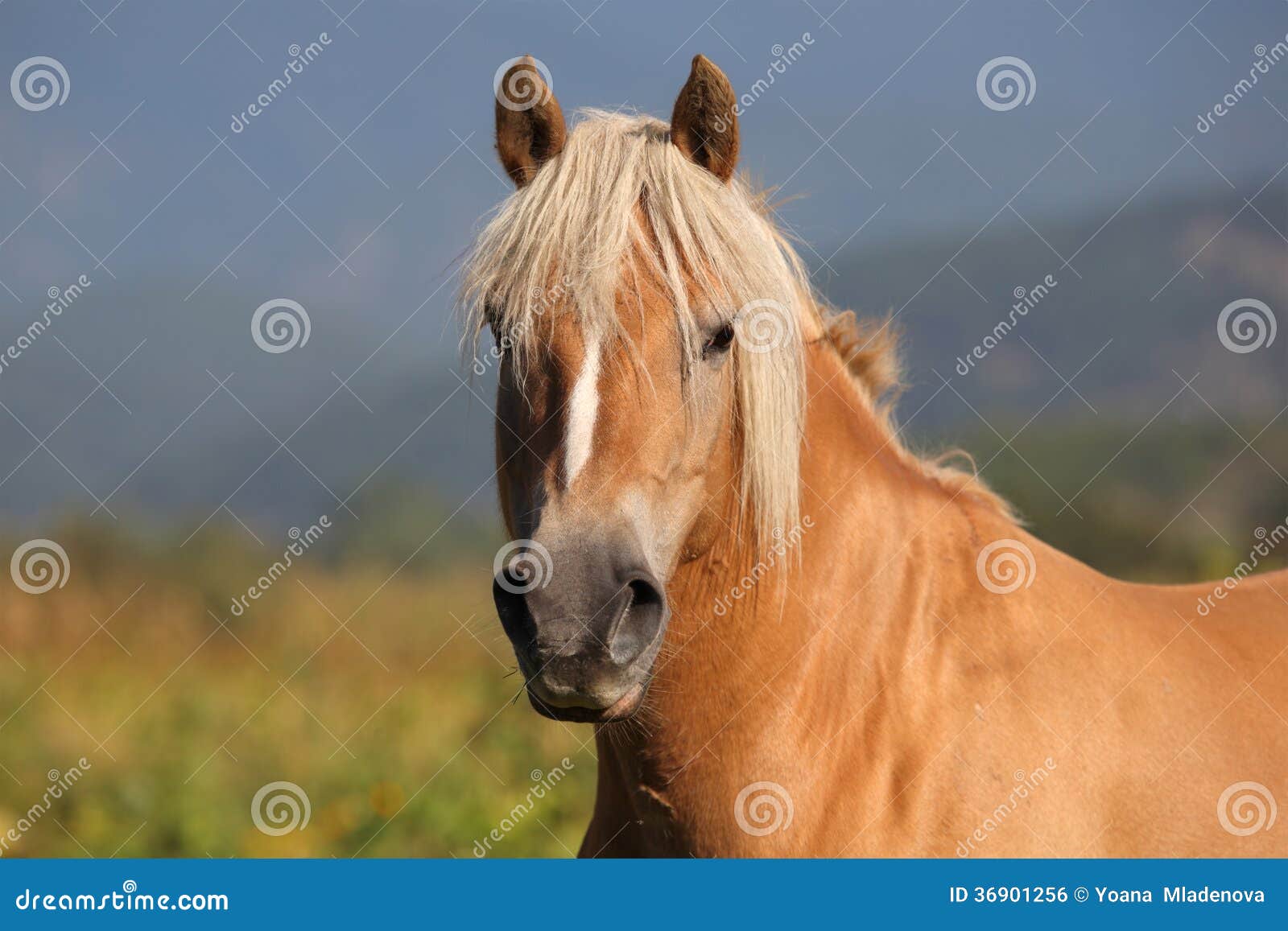 Horse. 在草甸Belitza，保加利亚的马