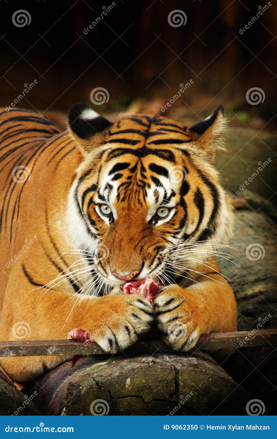 马来亚老虎. 吃马六甲马来亚马来西亚肉老虎查阅动物园的特写镜头