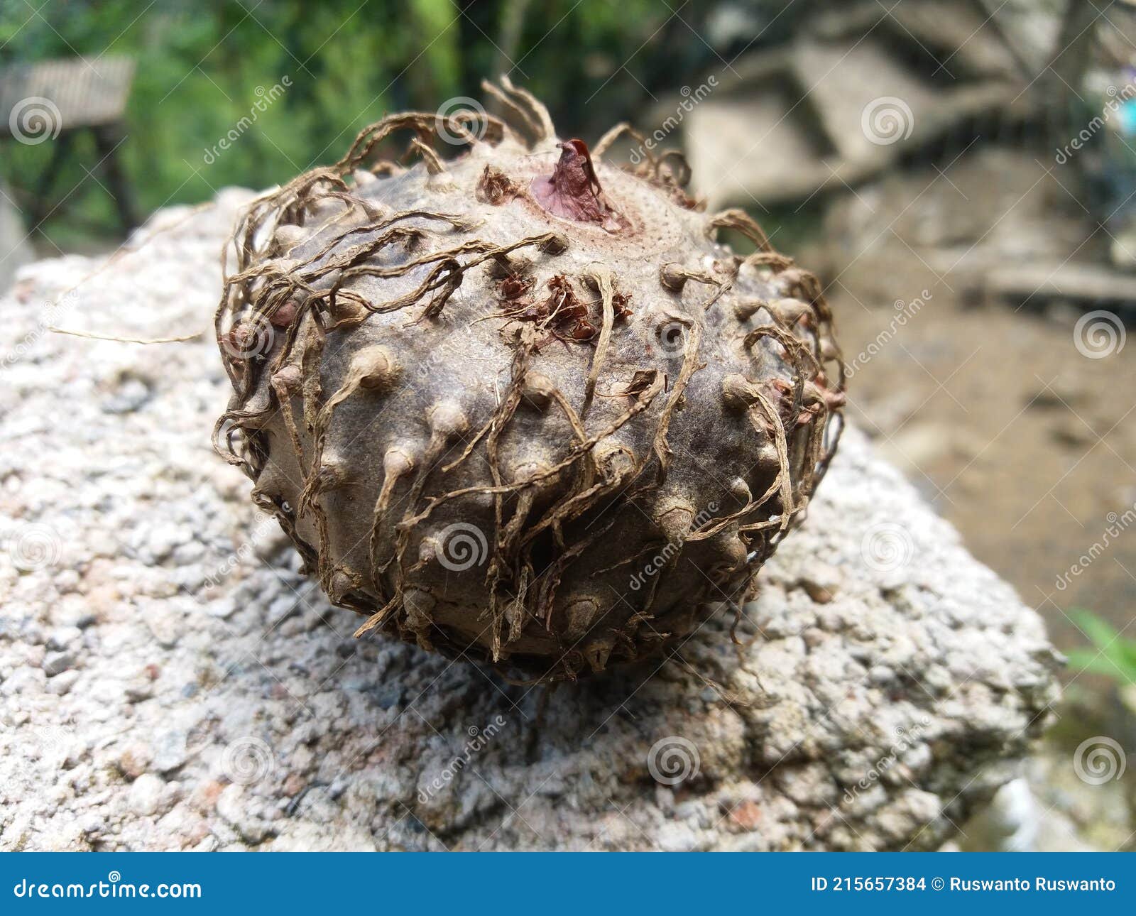 魔芋贵族“珠芽魔芋”在陕西安康引种试种成功 - 西部网（陕西新闻网）