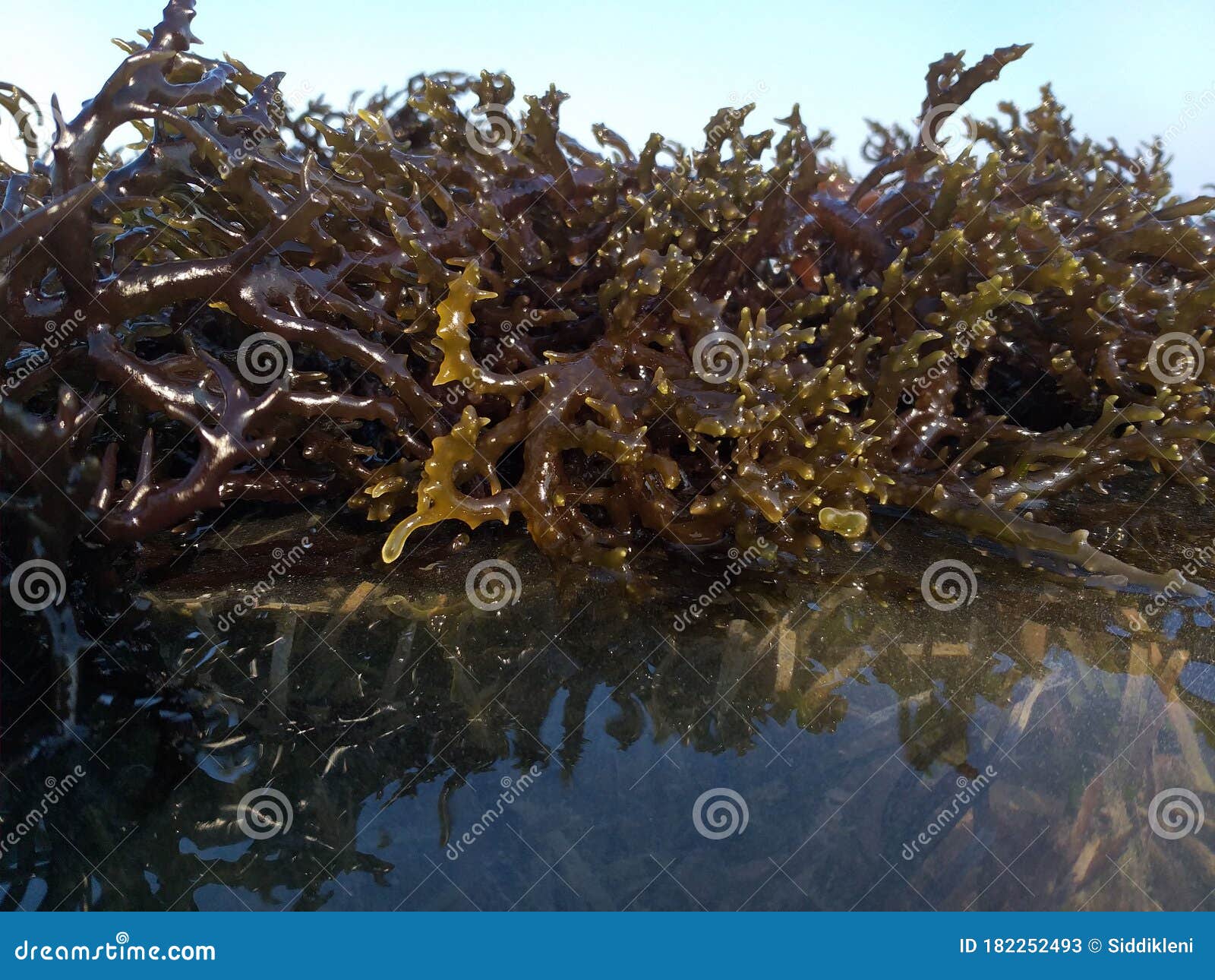 海藻肥亮片 - 伍和农业