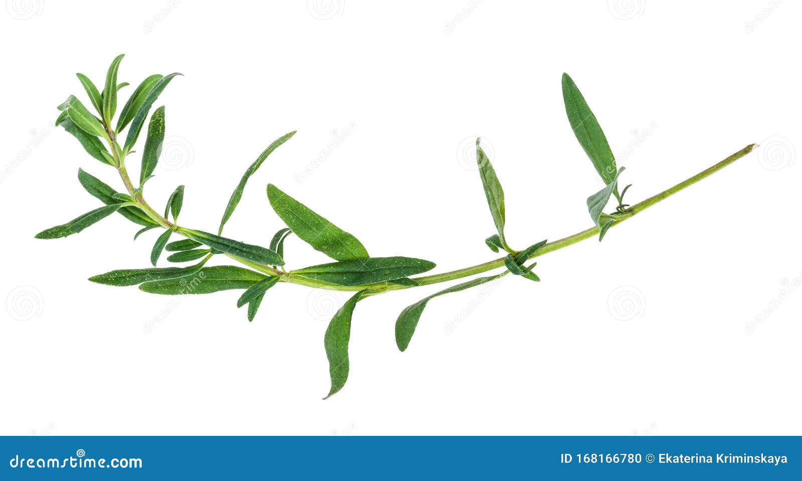 灵香草-药用植物花谱-图片