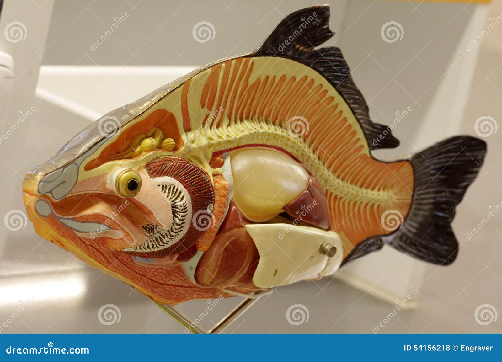 锦鲤鱼的身体结构-