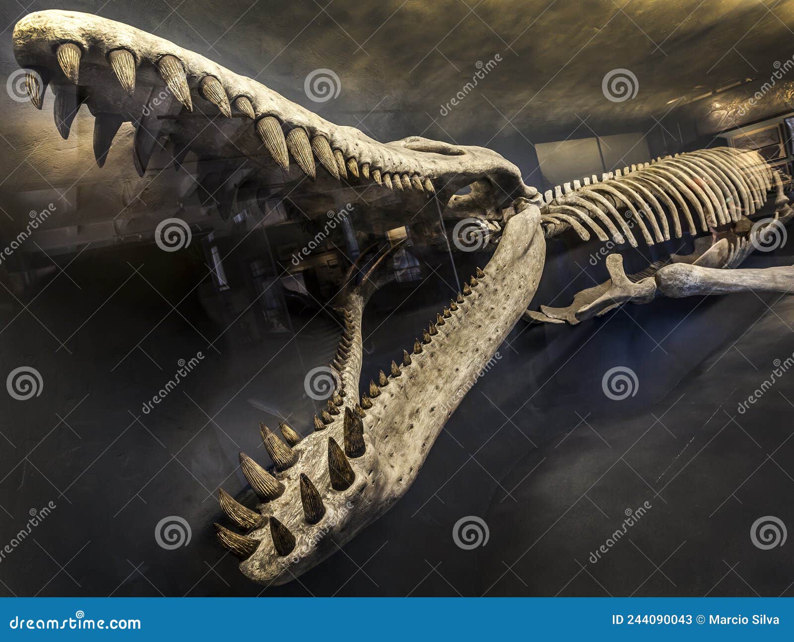半水生鲸化石的发现：早期鲸如何从陆地走向海洋