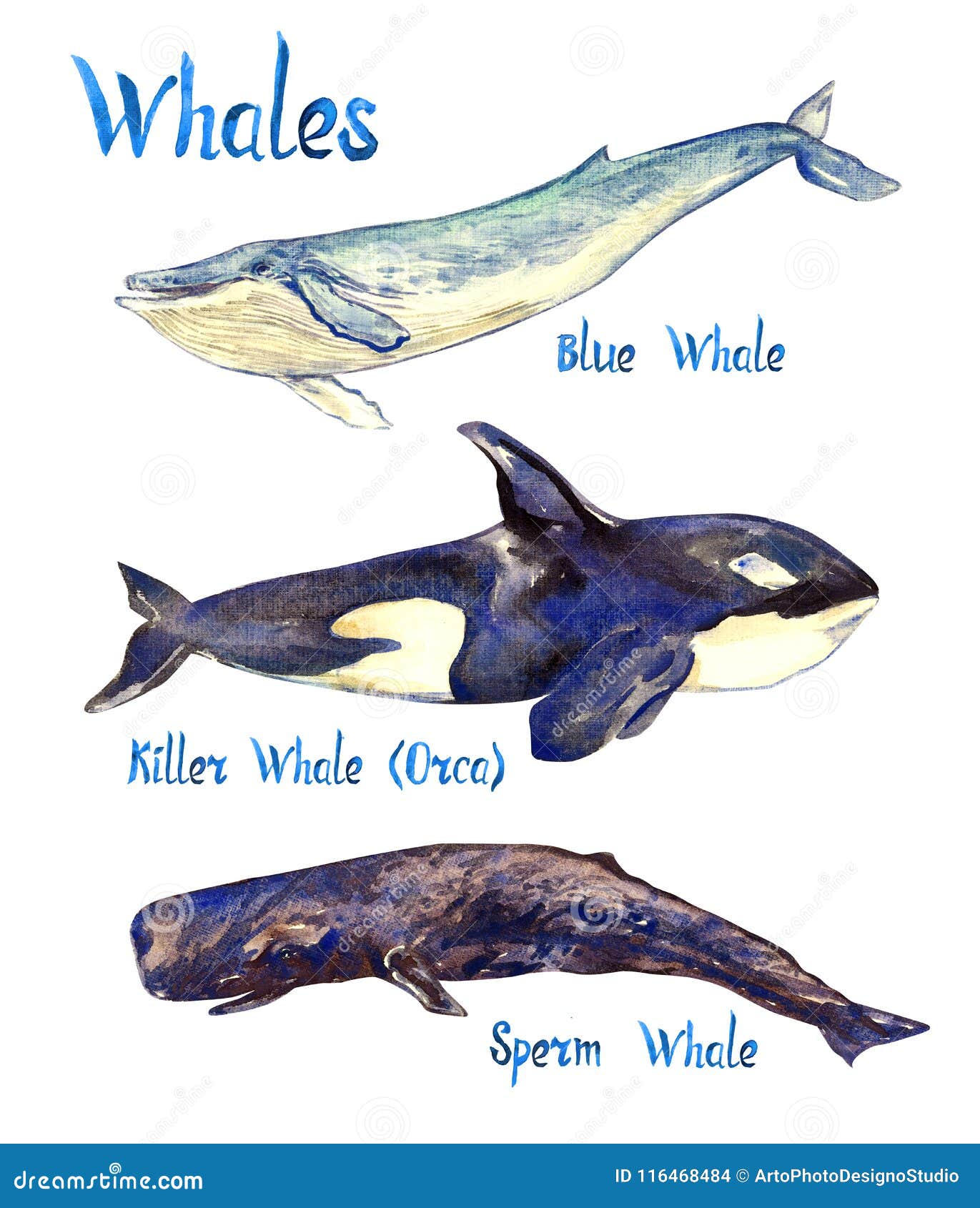 鲸鱼种类大小比较设置了动画片传染媒介例证 向量例证. 插画 包括有 蓝色, 游泳, 文件, 比较, 在海中 - 138174032