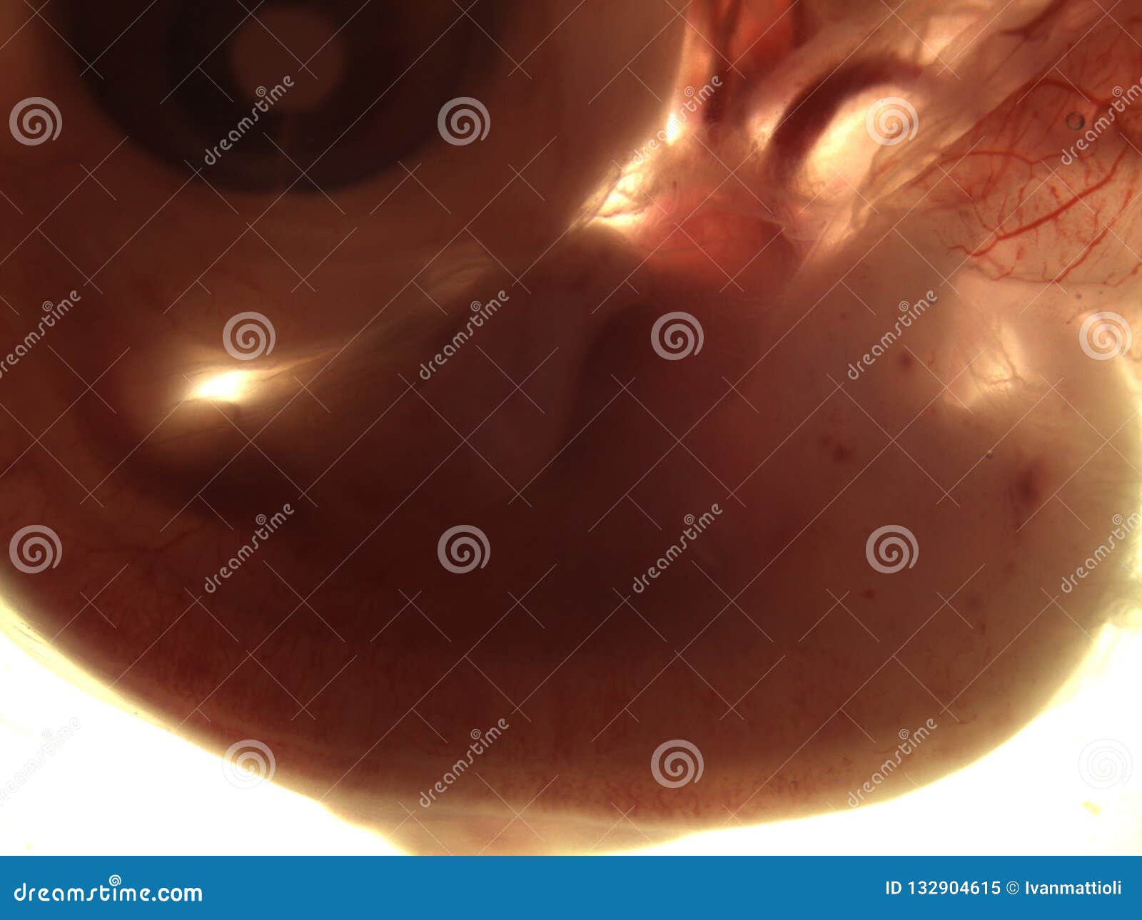胚胎发育-智汇三农