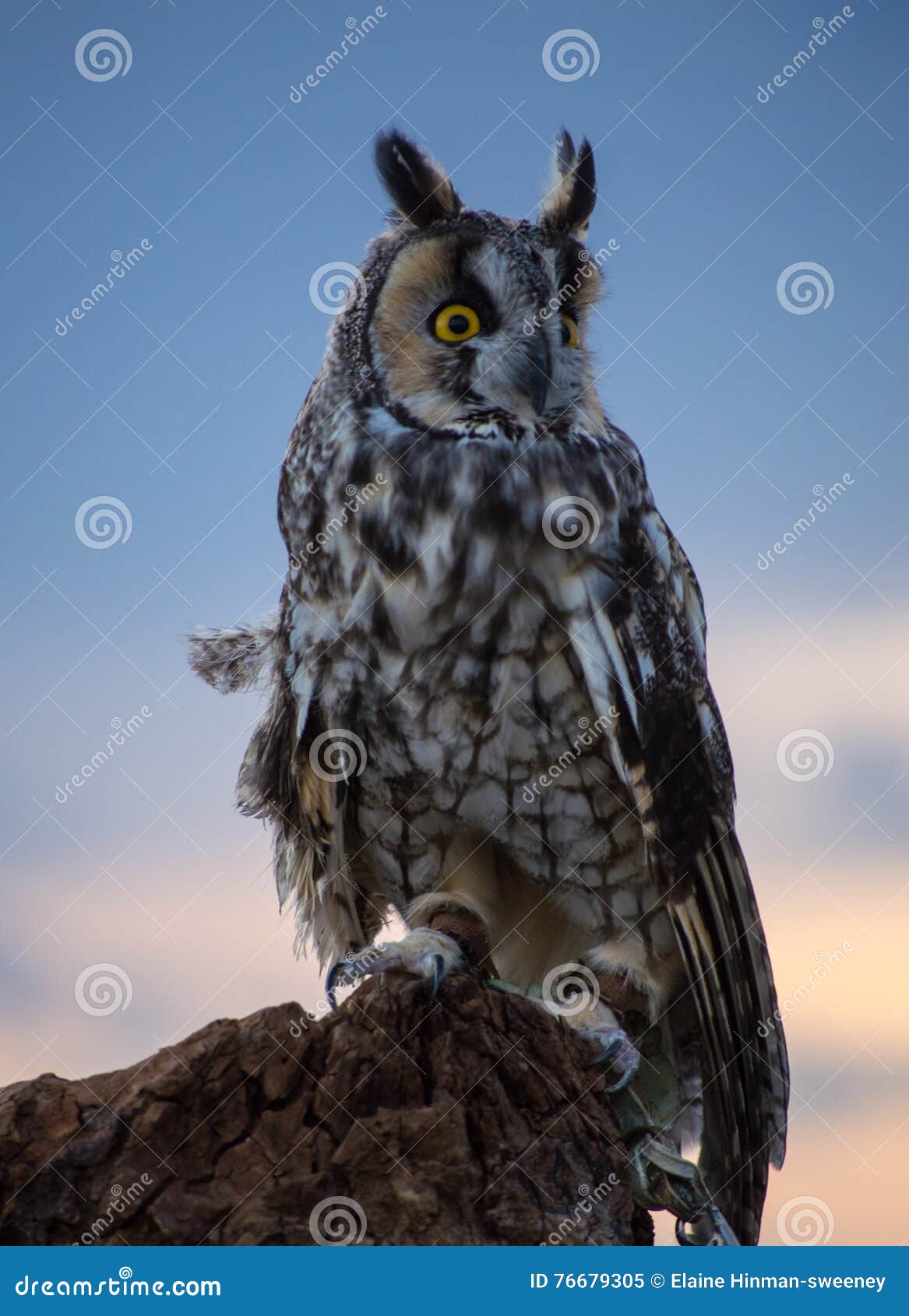 Horned Owl. 鸱在新墨西哥坐分支在日落