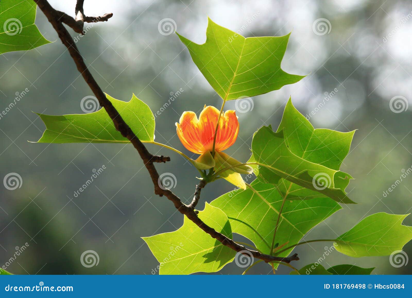 鹅掌楸库存照片. 图片包括有花托, 本质, 顶层, 成熟, 开花, 芬芳 鹅掌楸库存照片. 图片包括有花托, 本质, 顶层, 成熟, 开花, 芬芳