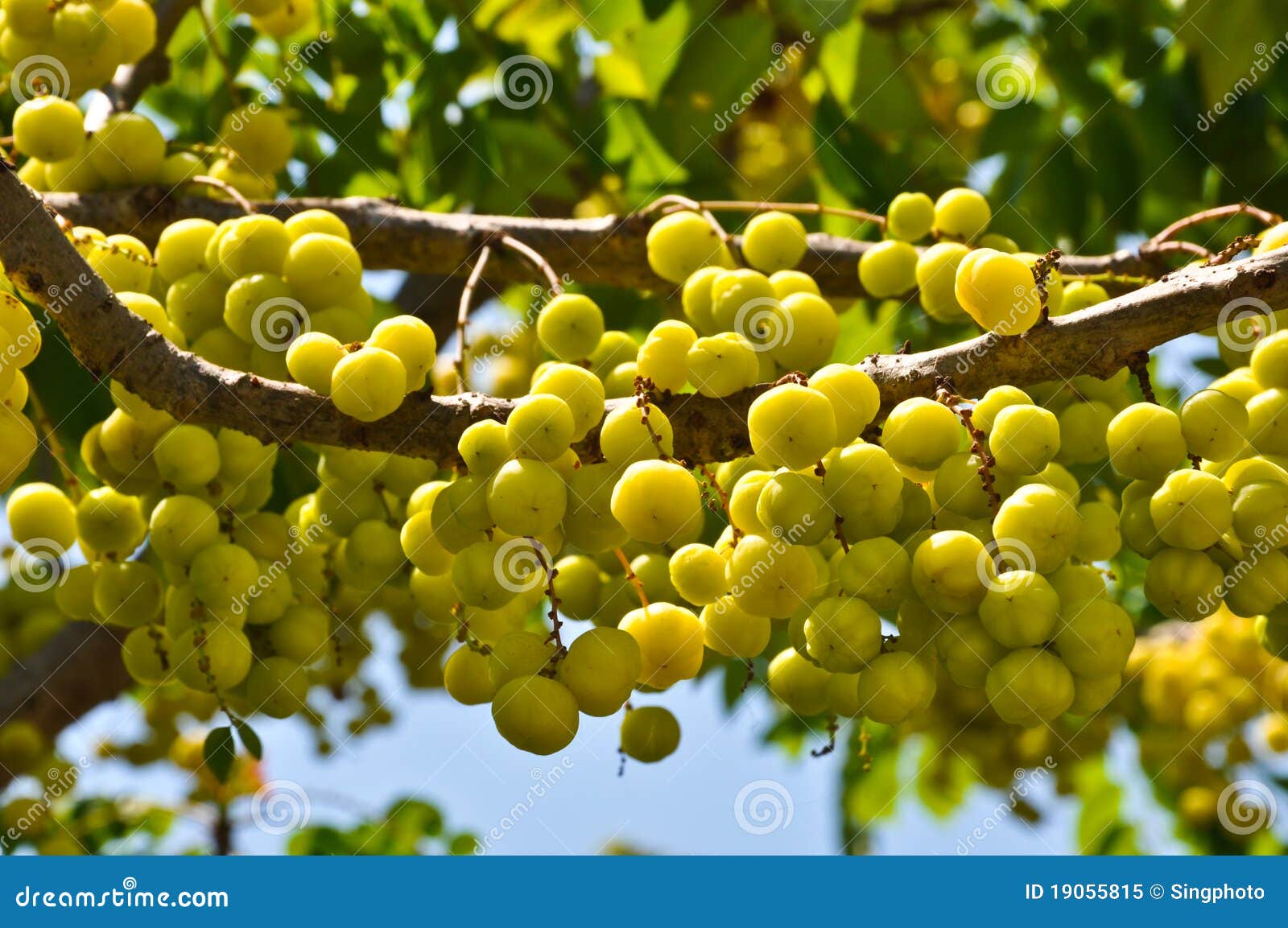 黄色鹅莓 库存图片. 图片 包括有 新鲜, 发狂, 果子, 黄色, 没人, 绿色, 夏天, 庭院, 鹅莓 - 52840087