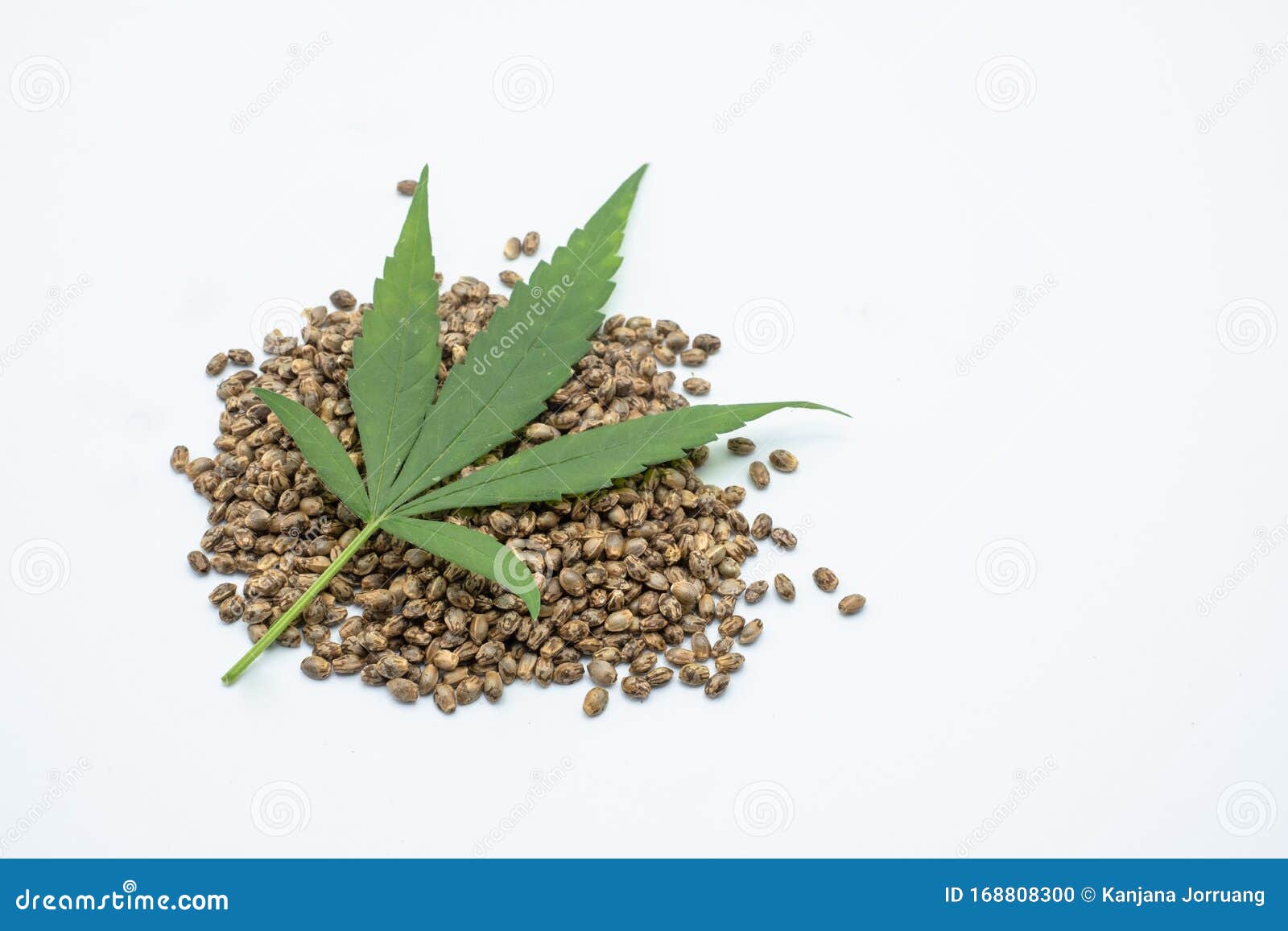 600,000+张最精彩的“大麻种子”图片 · 100%免费下载 · Pexels素材图片