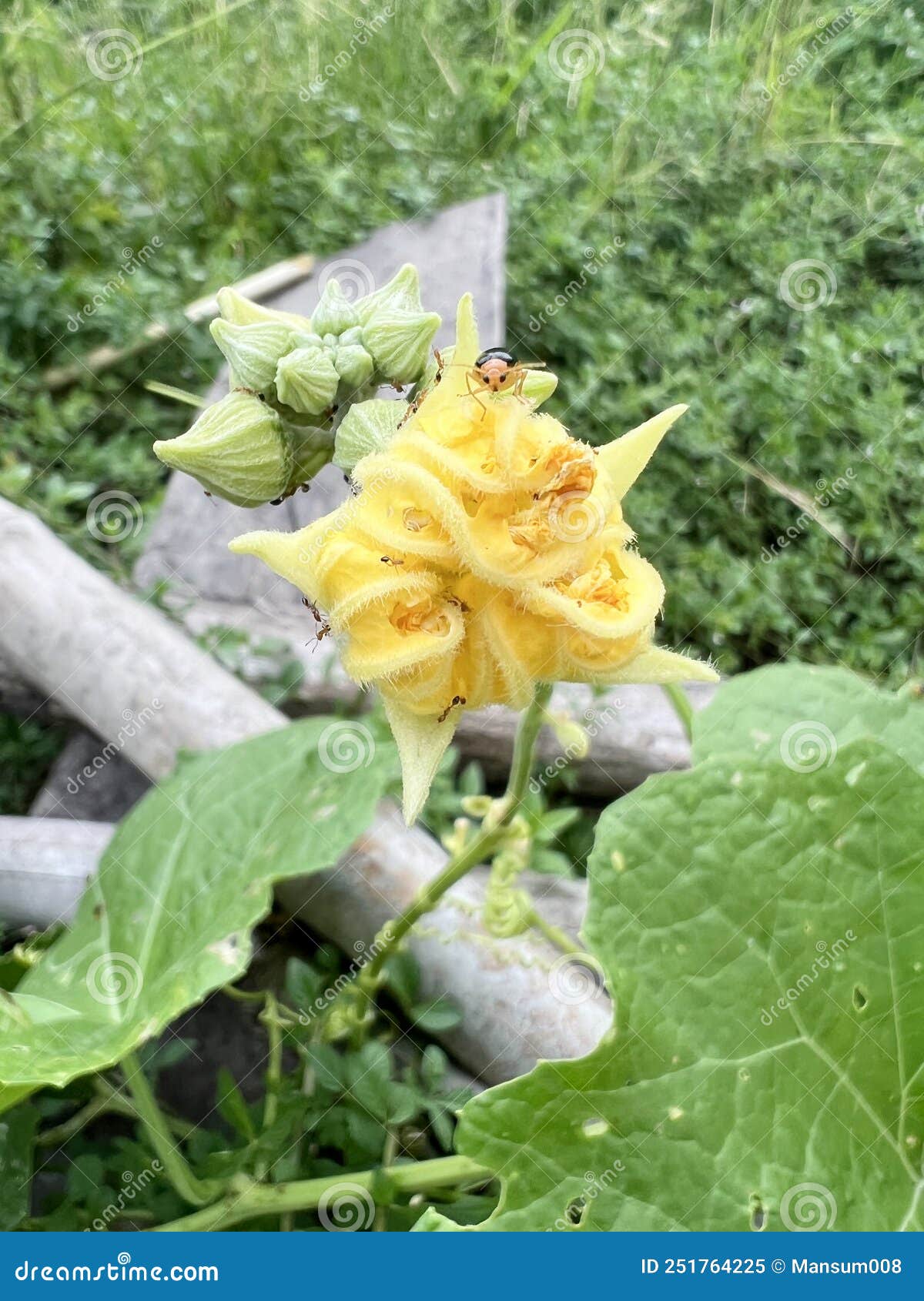 蛇金瓜花 库存图片. 图片 包括有 通配, 工厂, 花瓣, 生气勃勃, 特写镜头, 开花的, 一个, 室外 - 34072113