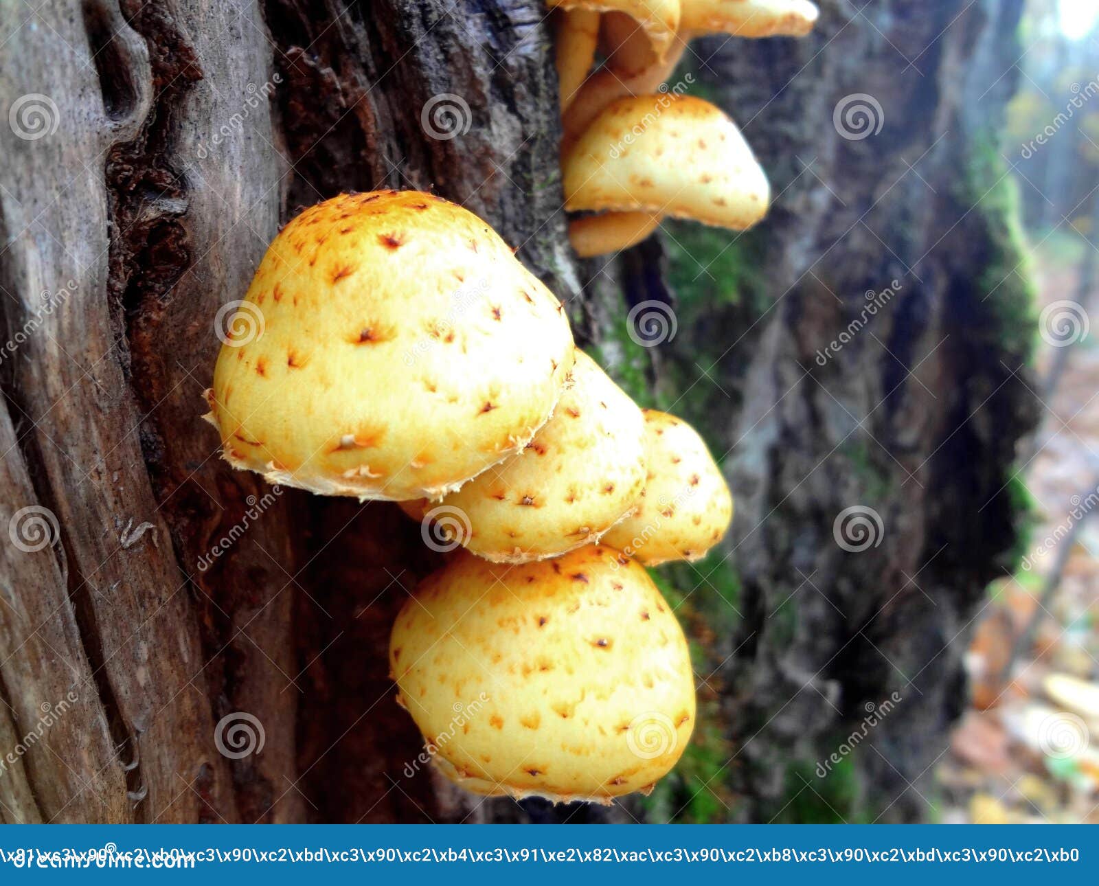在树的黄色秋天蘑菇