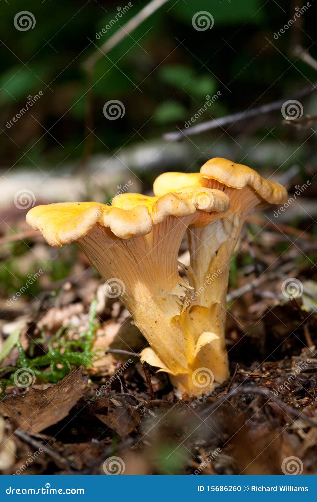 黄蘑菇 库存照片. 图片 包括有 新鲜, 欧洲, 痛苦, 种田, 类似, 真菌, 成份, 烹饪, 金黄, 烹调 - 19366004