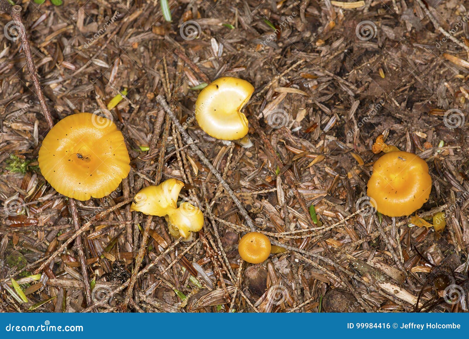 全球野生食用蘑菇科学清单发布，可食用蘑菇共2189种_绿政公署_澎湃新闻-The Paper
