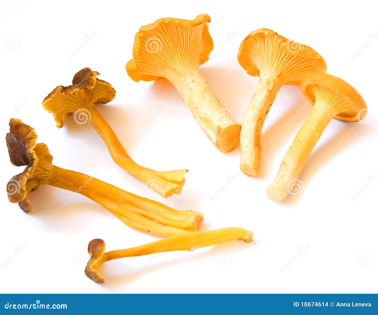 黄蘑菇 库存图片. 图片 包括有 金黄, 巴斯特, 真菌, 可食, 重婚, 非常好, 美食术, 健康, 厨师 - 10649775