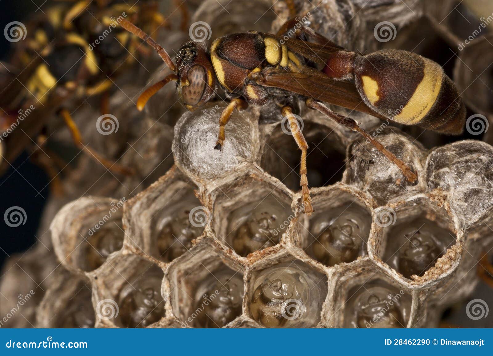 幼虫黄蜂 库存照片. 图片 包括有 宏指令, 棍子, 布罗德, 梳子, 对象, 害虫, 特写镜头, 木偶 - 25390542