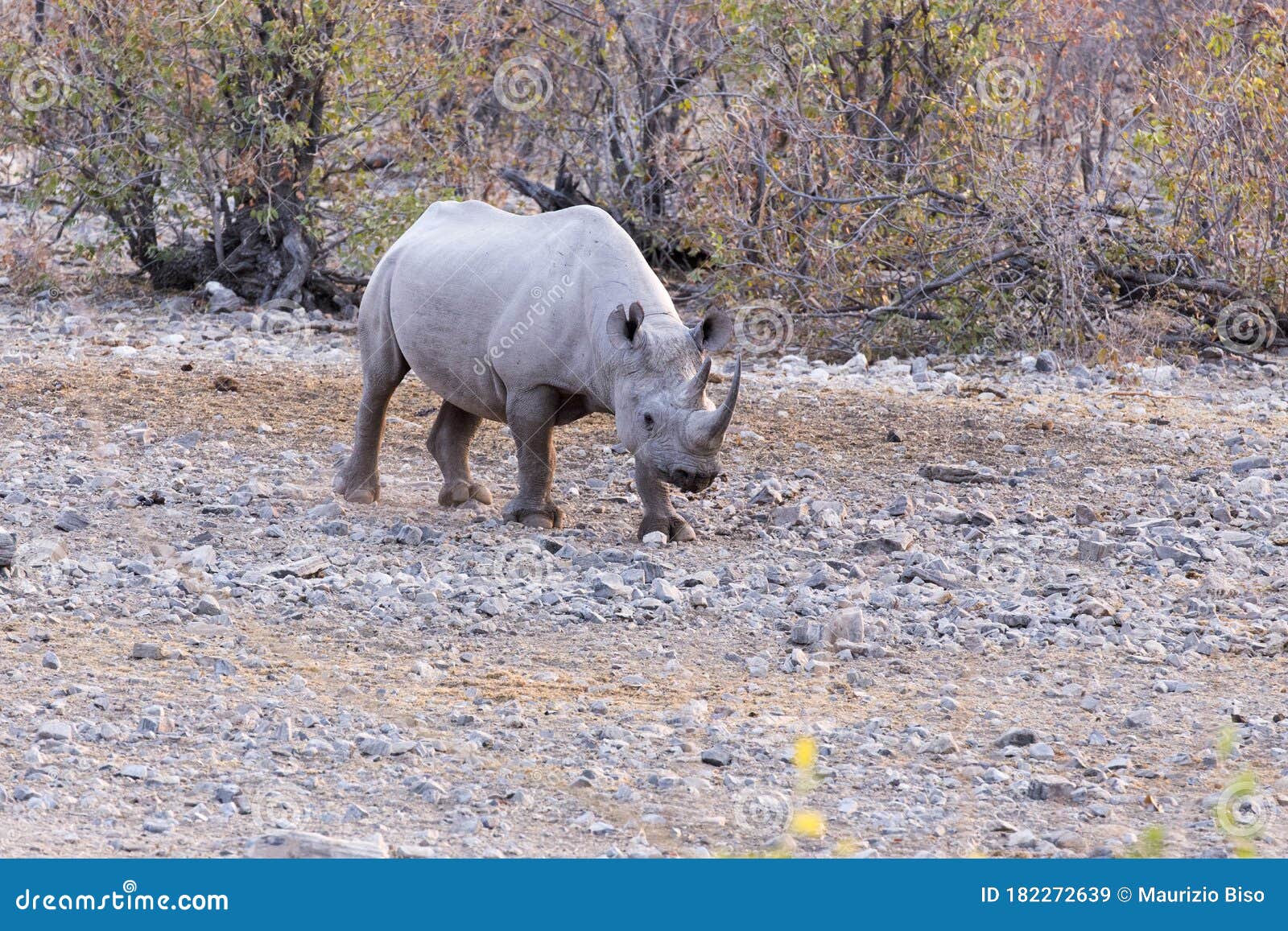 在水坑，埃托沙国家公园，纳米比亚的黑犀牛 库存照片. 图片 包括有 转换, 保护, 透视图, 危及, 反映 - 94702692