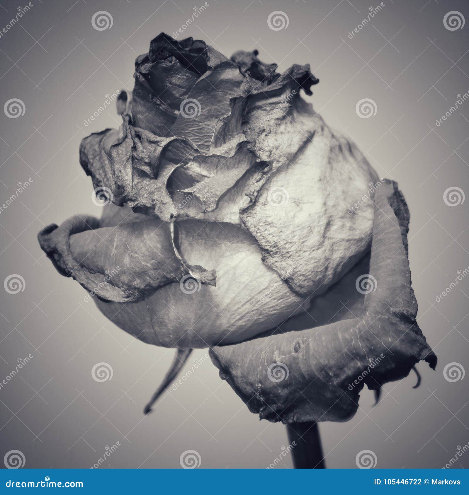 枯萎的玫瑰花图片素材_免费下载_jpg图片格式_高清图片171679_摄图网