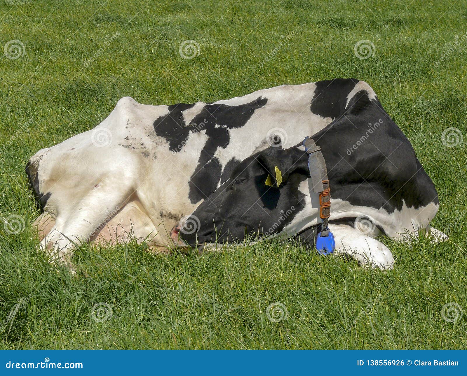 牛的睡姿图片,睡牛图,马的睡姿图片_大山谷图库