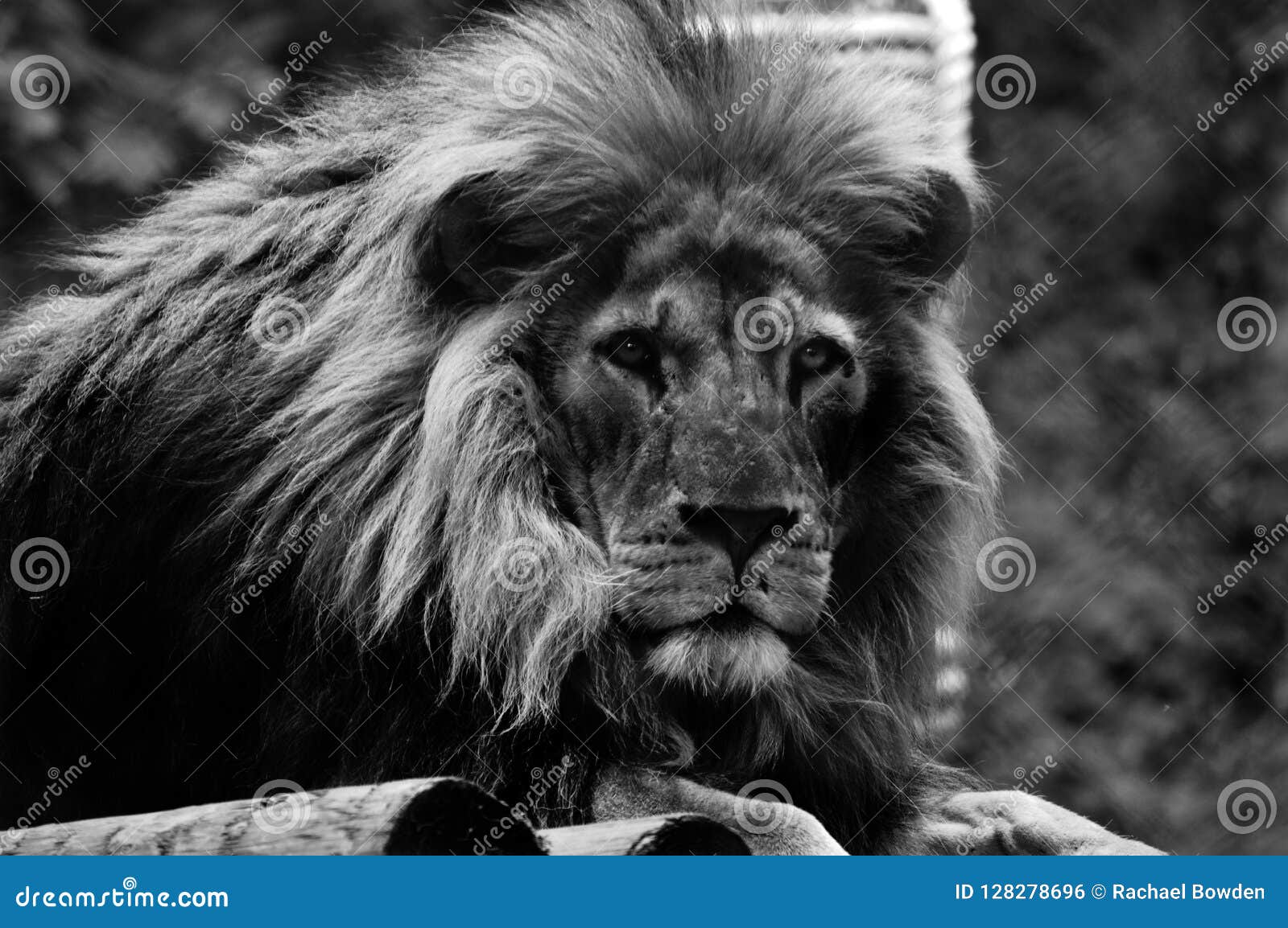 凶猛的狮子黑白图片,高清图片,动物-纯色壁纸