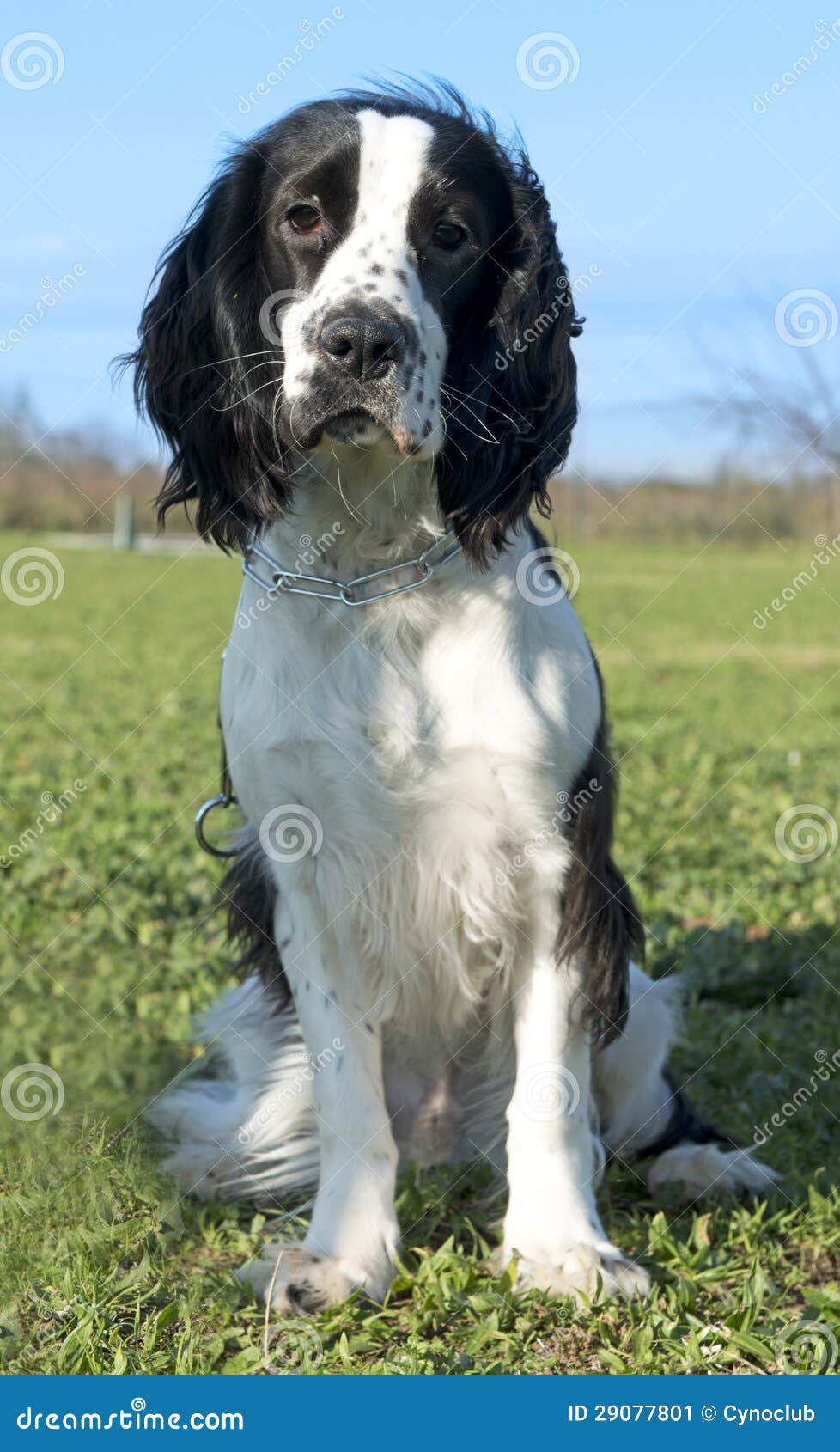 黑白猎犬. 一只黑白纯血统猎犬的纵向在蓝天的