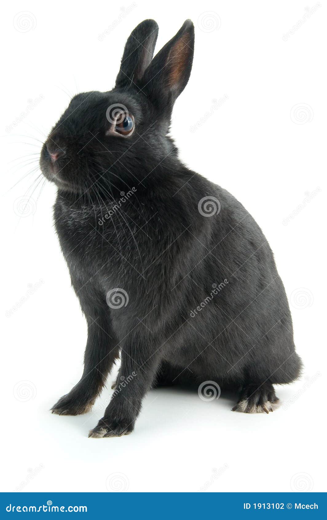 中华黑兔和莲山黑兔的区别 如何区分中华黑兔和莲山黑兔_小可爱宠物网