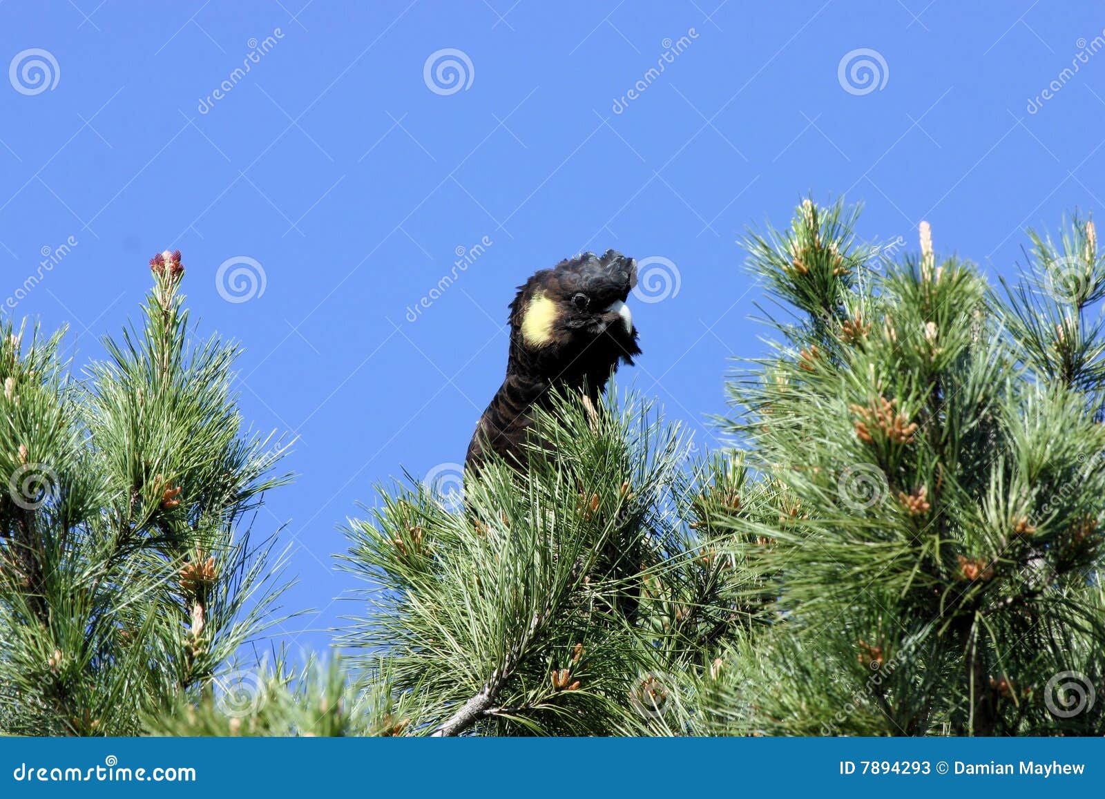 黑色美冠鹦鹉. 惊人的黑色cockatoo feeding tail top trees yellow