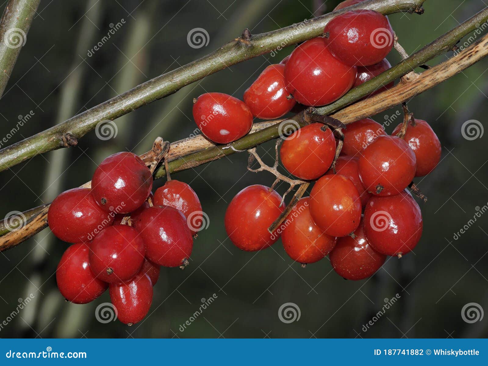 琼花 莓果 水果 布什 一群 治疗 红色 植物 民间医学图片下载 - 觅知网