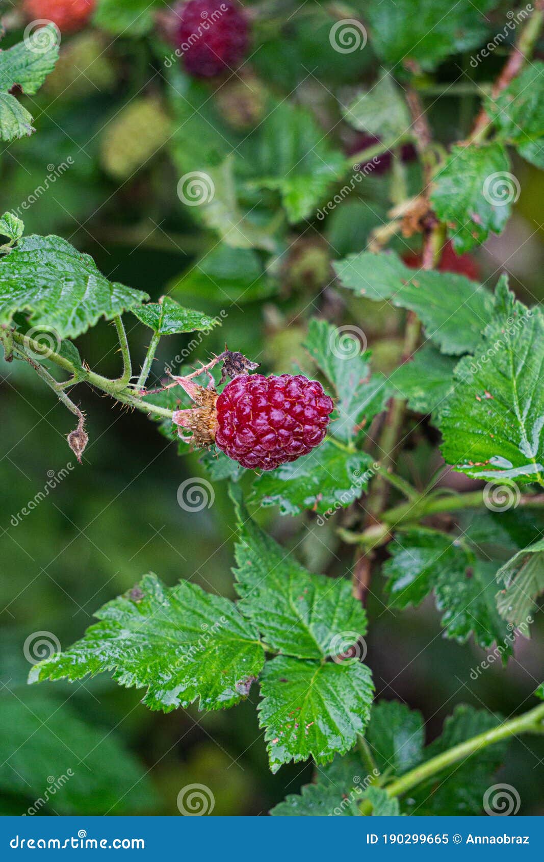 红树莓矢量素材免费下载 - 觅知网