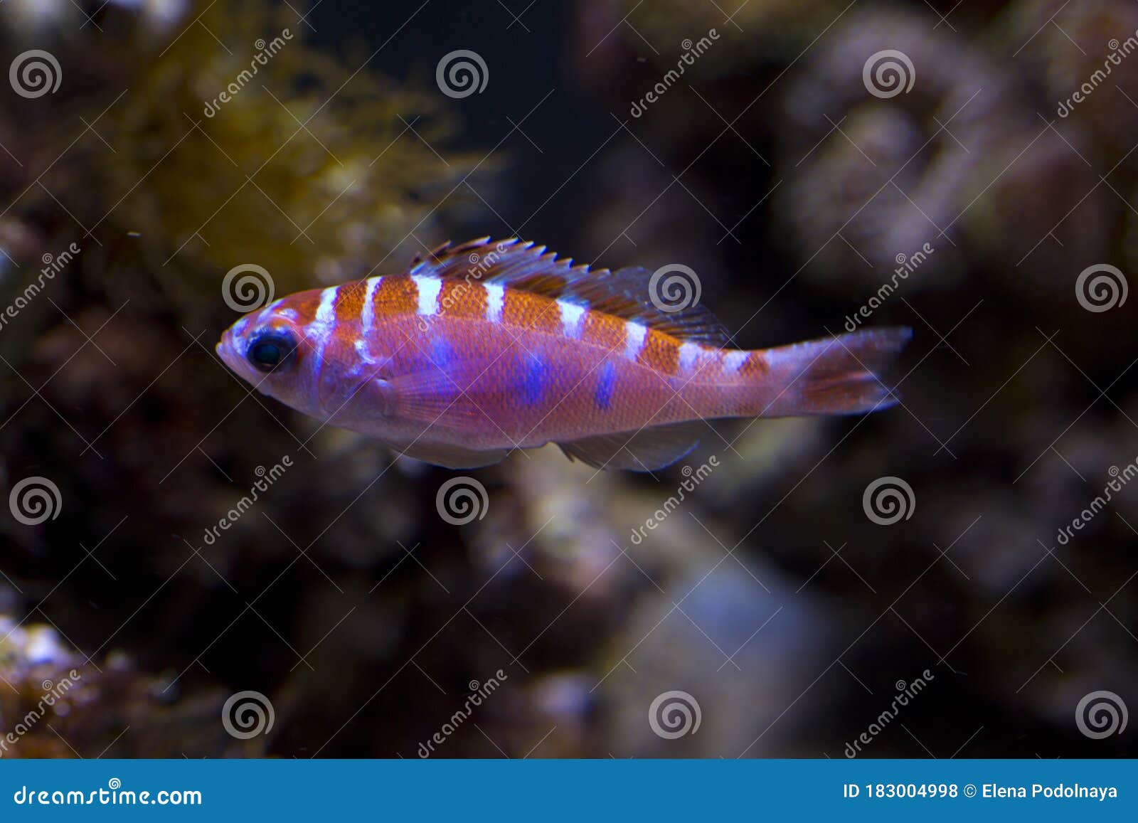 The Chalk Bass Serranus Tortugarum. 库存照片 图片 包括有 礁石, 特写镜头 183004998