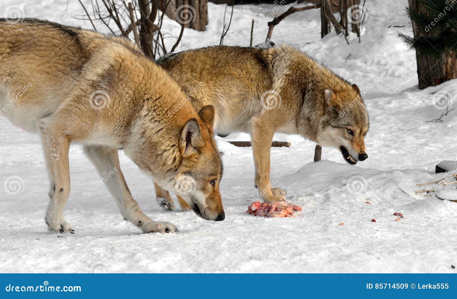 ������ ���������� 10�� ����������� ����: ����.