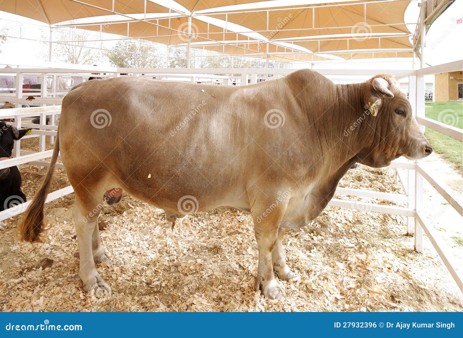 Creatine Pure Nanox: ����.